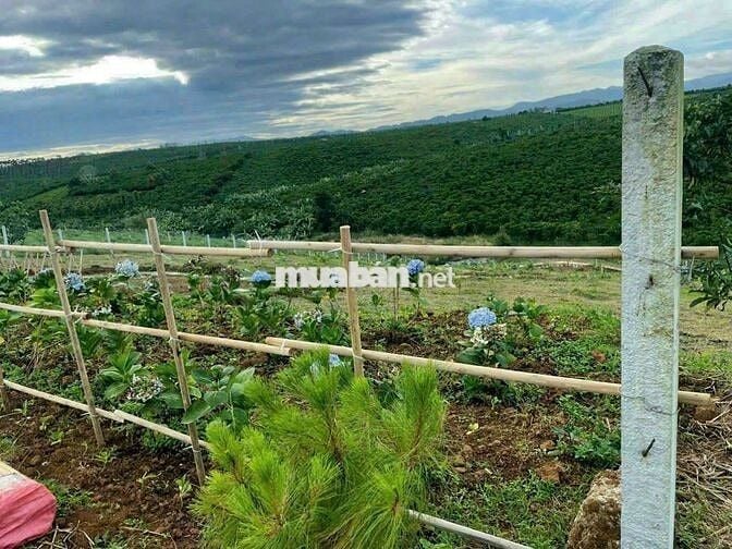 ĐẤT VƯỜN ĐẸP VIEW ĐỒI THÔNG, GIÁP SUỐI SIÊU ĐẸP