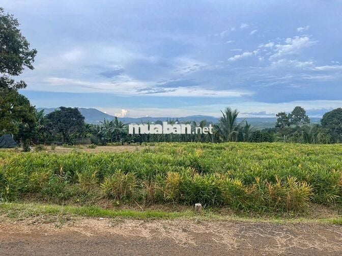 Đất ngay chợ Lộc Đức 225m2 (5mx41m) sẵn 100m thổ cư đất bằng view đẹp