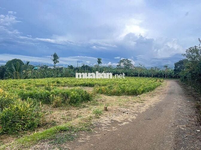 Đất ngay chợ Lộc Đức 225m2 (5mx41m) sẵn 100m thổ cư đất bằng view đẹp