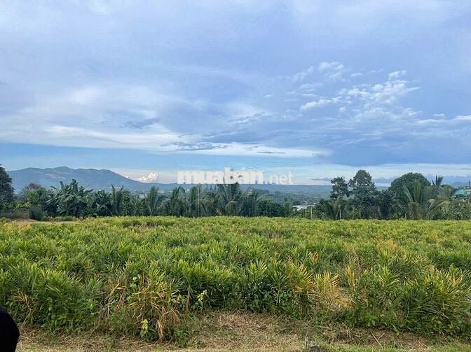 Đất ngay chợ Lộc Đức 225m2 (5mx41m) sẵn 100m thổ cư đất bằng view đẹp