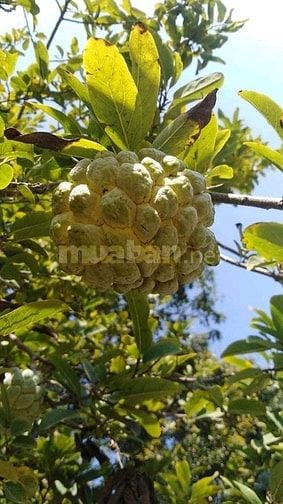 Cơ hội sở hữu mảnh đất vườn nghỉ dưỡng tại vị trí độc đáo giá rẻ