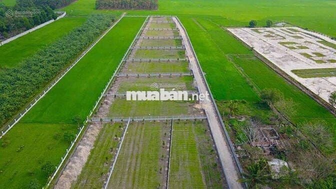 ĐẤT NHÀ VƯỜN 1500M2 ĐẸP NHƯ RESORT TRUNG TÂM THỊ TRẤN GÒ DẦU TÂY NINH