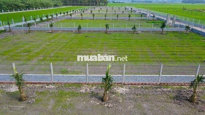 ĐẤT NHÀ VƯỜN 1500M2 ĐẸP NHƯ RESORT TRUNG TÂM THỊ TRẤN GÒ DẦU TÂY NINH