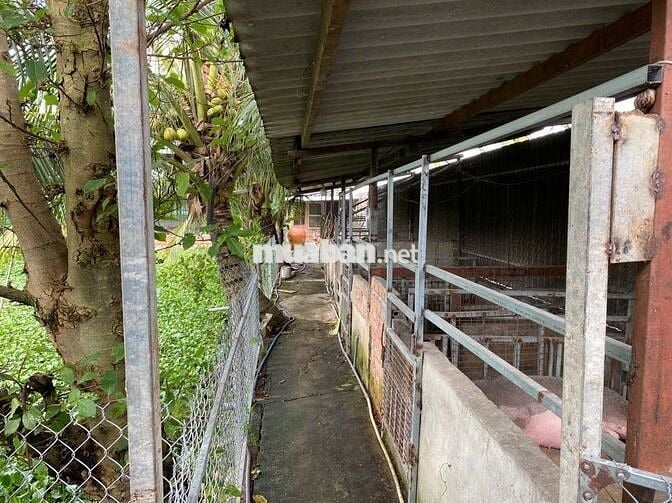 Bán 1100m2 đất trồng cây lâu năm Đa Phước đã có chuồng trại cơ bản