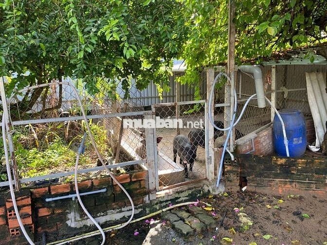 Bán 1100m2 đất trồng cây lâu năm Đa Phước đã có chuồng trại cơ bản