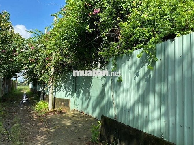 Bán 1100m2 đất trồng cây lâu năm Đa Phước đã có chuồng trại cơ bản