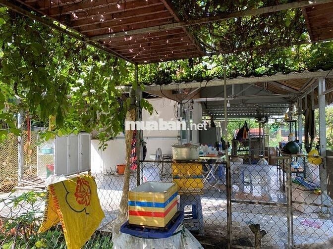 Bán 1100m2 đất trồng cây lâu năm Đa Phước đã có chuồng trại cơ bản