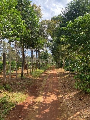 Bán gấp 5 xào cách trung tâm xã Thống Nhất Bù Bù Đăng