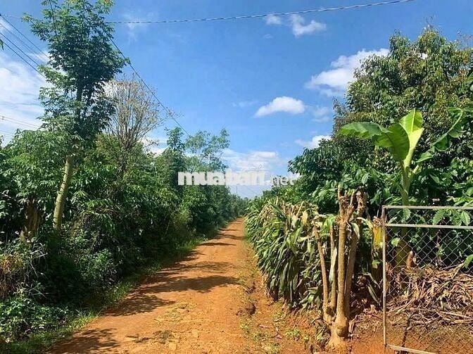 bán Gấp 1000m² có sẵn nhà C4, View vườn siêu mát, giá chỉ 510 triệu!