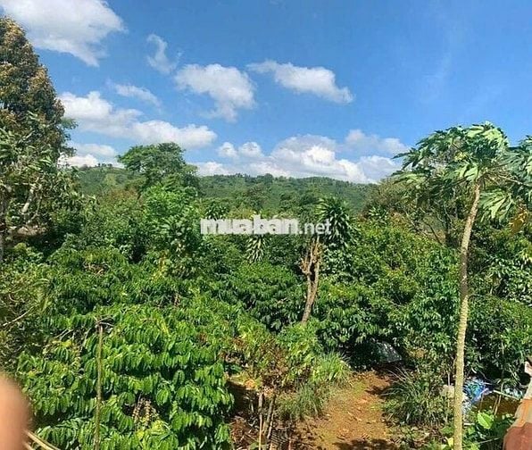 bán Gấp 1000m² có sẵn nhà C4, View vườn siêu mát, giá chỉ 510 triệu!