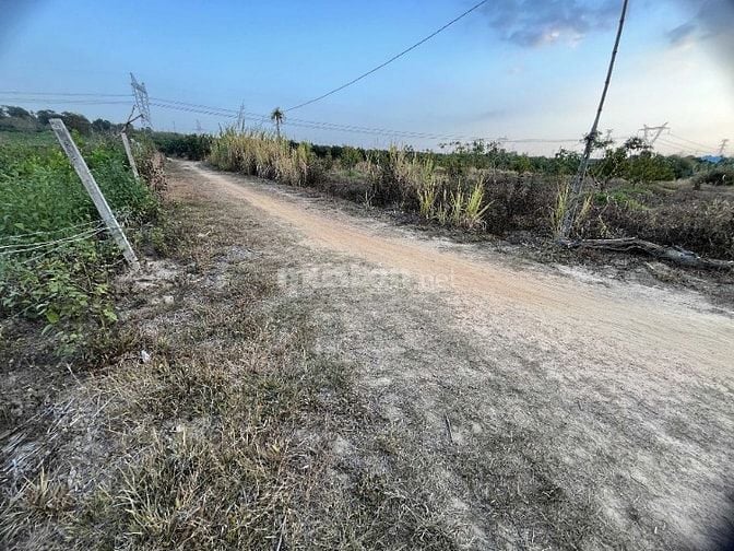 Chỉ với 400 triệu đồng, bạn đã có thể sở hữu ngay vườn xoài 1.045m² 