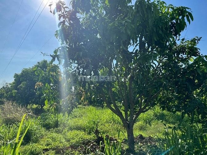Chỉ với 400 triệu đồng, bạn đã có thể sở hữu ngay vườn xoài 1.045m² 