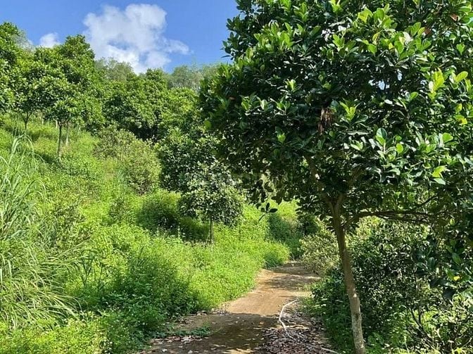 Chỉ với 400 triệu đồng, bạn đã có thể sở hữu ngay vườn xoài 1.045m² 