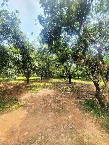 Chỉ với 400 triệu đồng, bạn đã có thể sở hữu ngay vườn xoài 1.045m² 