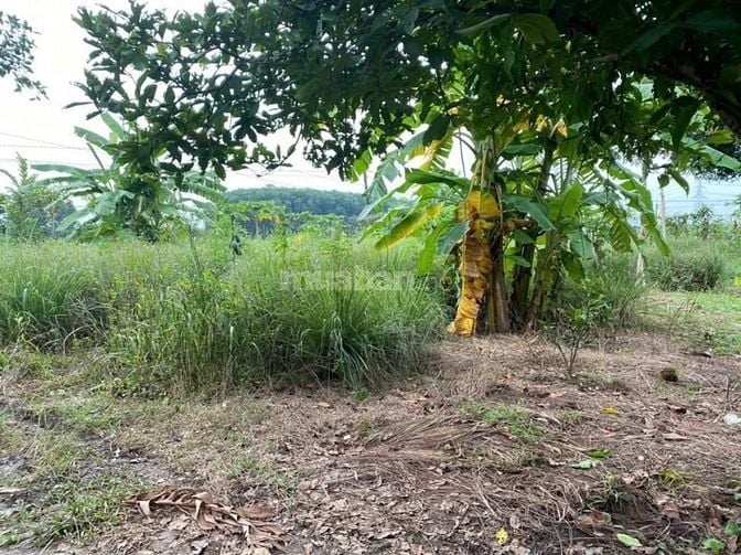 Chỉ với 400 triệu đồng, bạn đã có thể sở hữu ngay vườn xoài 1.045m² 