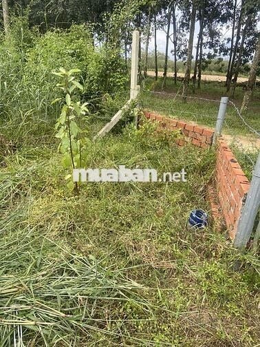 Bán đất vườn giáp hồ Dầu Tiếng