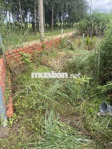 Bán đất vườn giáp hồ Dầu Tiếng