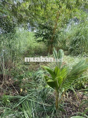 Bán đất vườn giáp hồ Dầu Tiếng