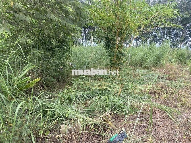 Bán đất vườn giáp hồ Dầu Tiếng