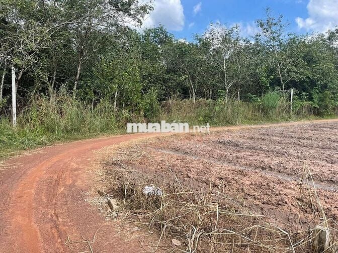 Đất thổ cư lô góc giá đầu tư - Minh Thạnh HCM