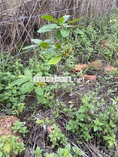 Bán đất vườn giáp hồ Dầu Tiếng