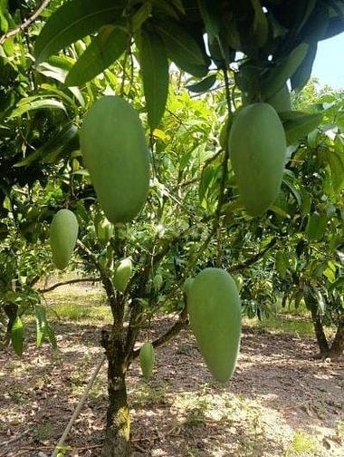 Chỉ với 400 triệu đồng, bạn đã có thể sở hữu ngay vườn xoài 1.045m² 