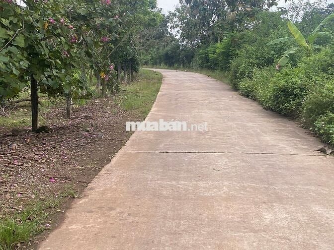 BÁN 5 XÀO CÓ 40M MẶT TIỀN ĐƯỜNG BÊ TONG,DÂN CƯ Ở ĐÔNG,GIÁ 2,5 TỶ