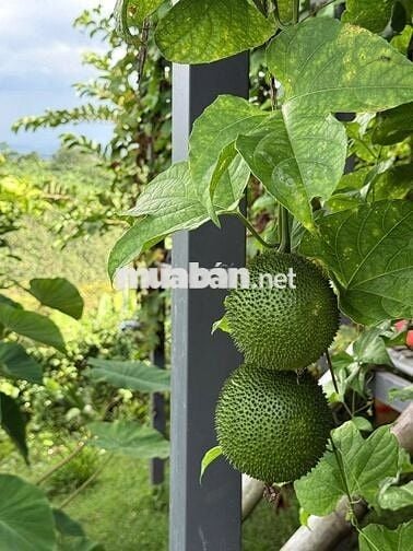 870tr/ 1000m2 VƯỜN XANH GIÁP SUỐI - VIEW HỒ TRỊ AN