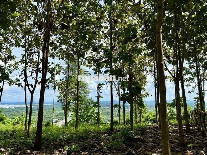 870tr/ 1000m2 VƯỜN XANH GIÁP SUỐI - VIEW HỒ TRỊ AN