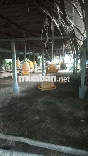 🌿 BÁN TRANG TRẠI VIEW SÔNG – MẶT TIỀN NHỰA ĐẶNG VĂN BÚP