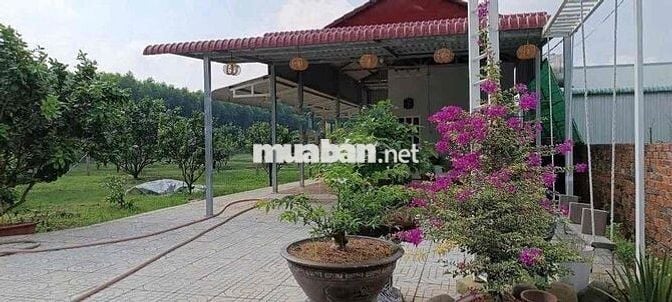Lô đất vườn 3000m2 có nhà có Thổ cư, ngay TT Chơn Thành, Sổ có sẵn