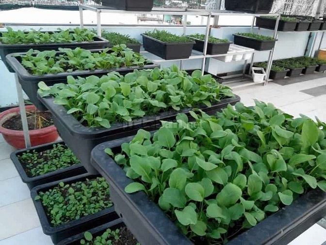 Cho thuê nhà đối diện cổng công viên phần mềm Quang Trung