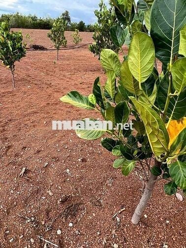 mặt tiền đường nhựa DT773.trung tâm xã xuân tây