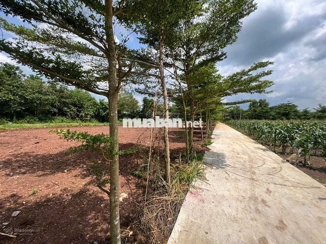 Bán lô góc 2 mặt tiền, thổ cư, DT 10x28m