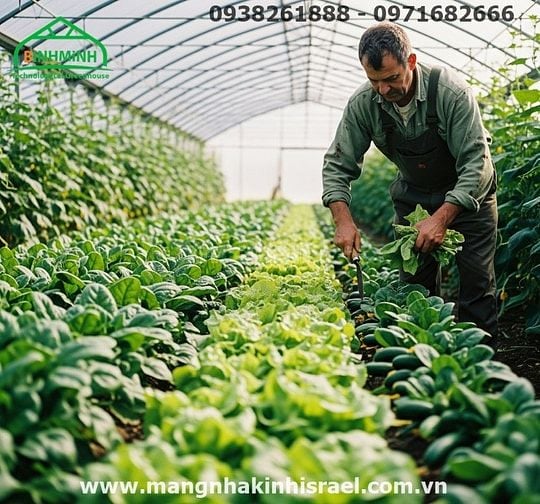 Màng Nhà Kính:Mang Lại Hiệu Quả Kinh Tế Vượt Trội