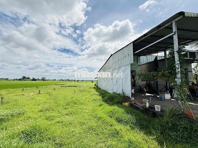 ĐẤT MẶT TIỀN TRUNG LẬP – CỦ CHI – DT: 143m2 ( 5 X 29 ) - ĐẤT Ở - GIÁ C