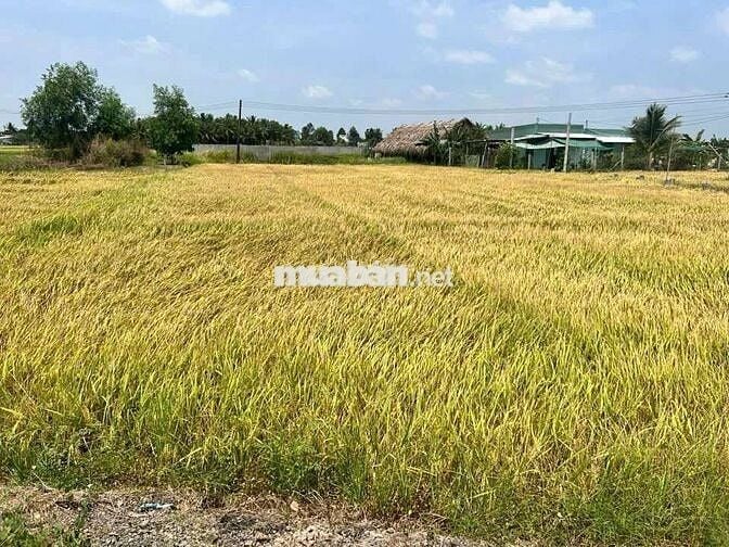 🌹 Đất thổ+lúa dt 1008m có 470m thổ còn lại lúa giá 2tỷ8 thanh đức B,L