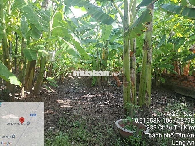 Bán đất ĐẸP 6m x 41m FULL THỔ CƯ hẻm Nguyễn Văn Trung, P7, TP Tân An