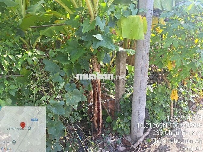 Bán đất ĐẸP 6m x 41m FULL THỔ CƯ hẻm Nguyễn Văn Trung, P7, TP Tân An