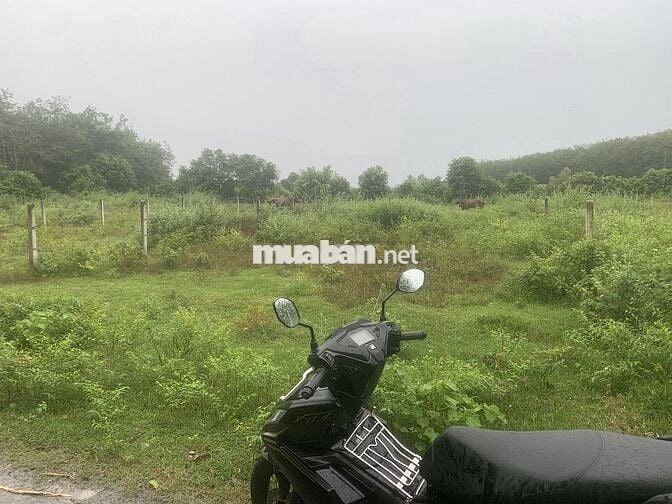 Cần bán đất 10x67m (TC 50m²) tại Hảo Đước – Tây Ninh, giá 550tr.