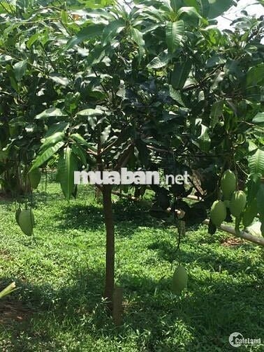 Sát bên TĐ đang được đền bù 770B hướng đi ra SÂN BAY LONG THÀNH