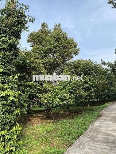 Sát bên TĐ đang được đền bù 770B hướng đi ra SÂN BAY LONG THÀNH