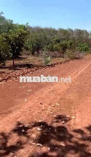 BÁN 1000 M2 CÓ SỔ CÓ ĐƯỜNG BRVT 290 TRIỆU