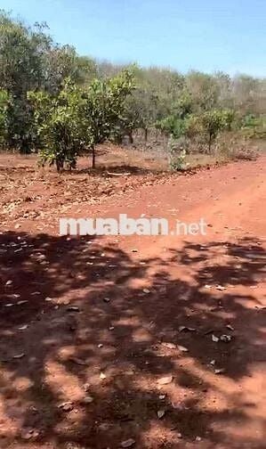 BÁN 1000 M2 CÓ SỔ CÓ ĐƯỜNG BRVT 290 TRIỆU