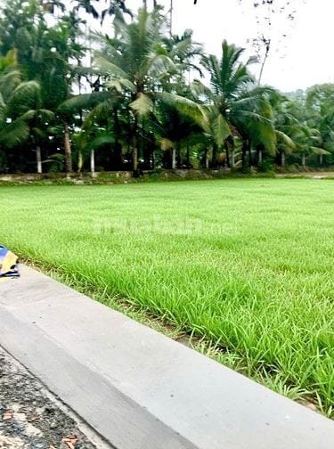 Chính chủ ngộp 126m2. Giáp KV 4/TT Đức Hòa 720 triệu TL chính chủ