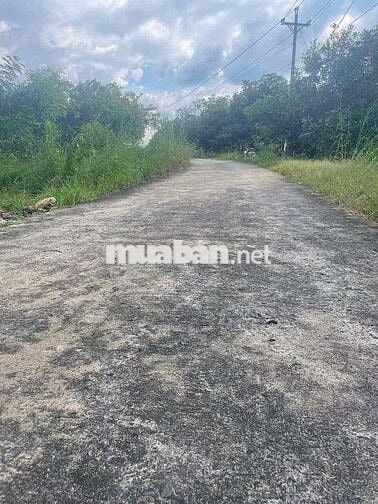 Bán . Nhà vườn ở Đồng Tiến - Đồng phú Có 5m mặt tiền đường bê tôn