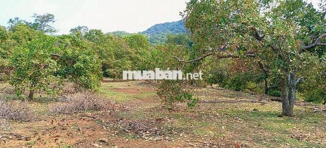 Tròn 1ha cách Khu CN Bắc Đồng Phú 700m, điện 3pha - có tách nhỏ bán