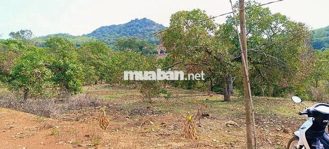 Tròn 1ha cách Khu CN Bắc Đồng Phú 700m, điện 3pha - có tách nhỏ bán