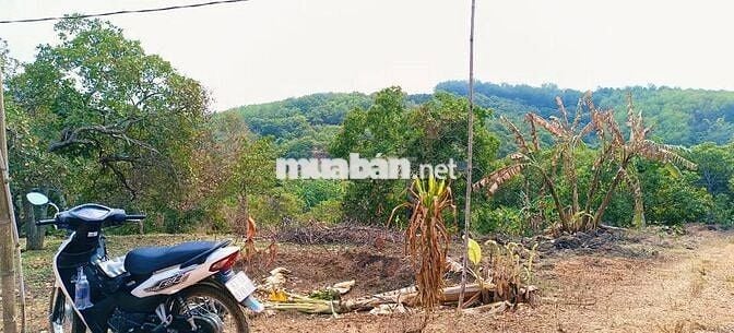 Tròn 1ha cách Khu CN Bắc Đồng Phú 700m, điện 3pha - có tách nhỏ bán