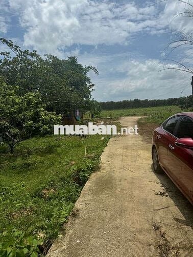 Đất ngộp bán gấp lô đất 400m2(12*32) 200m2 TC giá 550tr tại Đồng Phú